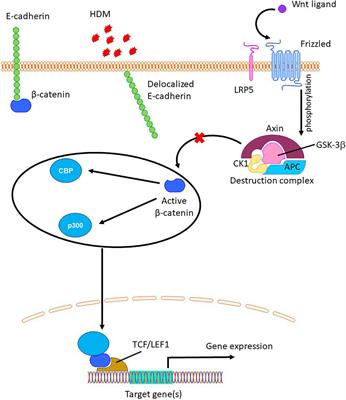 Inhibition of β-Catenin/CREB Binding Protein Signaling Attenuates House Dust Mite-Induced Goblet Cell Metaplasia in Mice